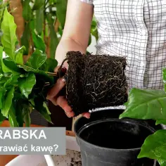 Jak kwitnie kawa? Odkryj tajemnice kwitnienia rośliny kawy