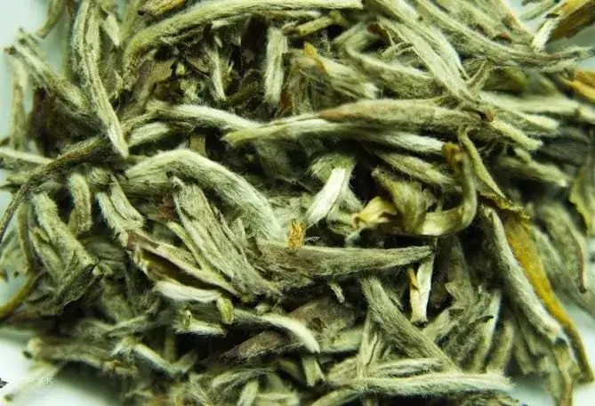 Zdjęcie Jak parzyć białą herbatę, aby uniknąć gorzkiego smaku i cieszyć się aromatem