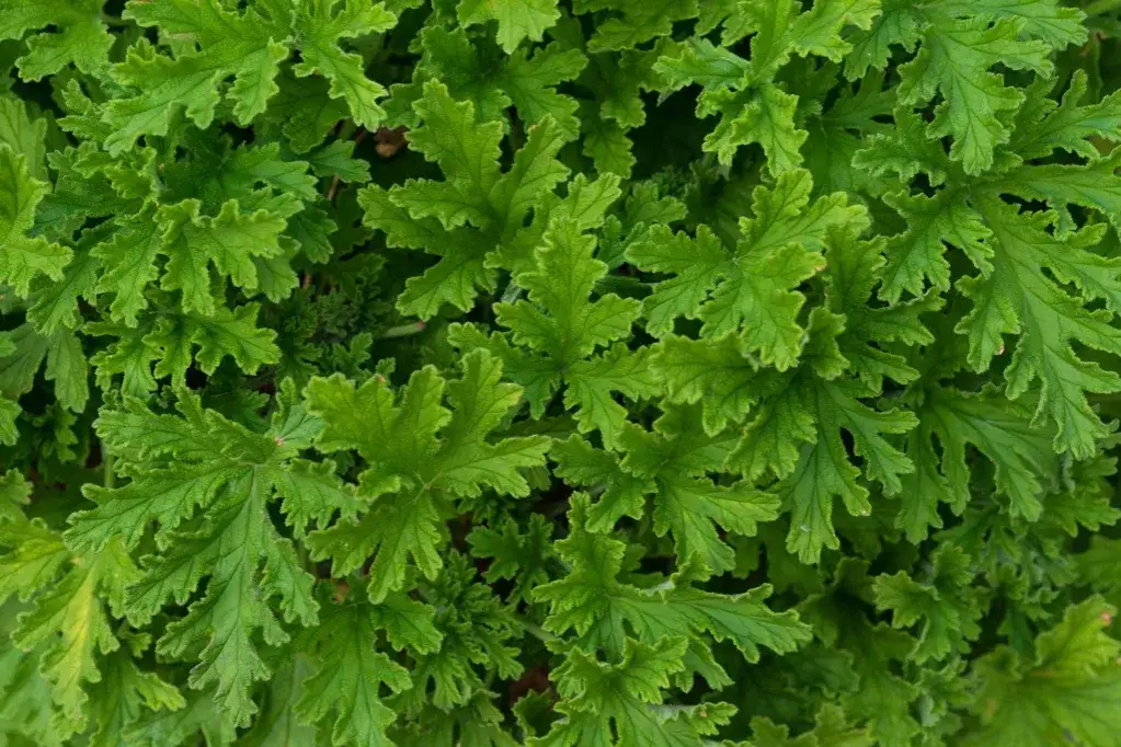 Zdjęcie Jak zrobić herbatę z geranium, aby cieszyć się jej zdrowotnymi właściwościami